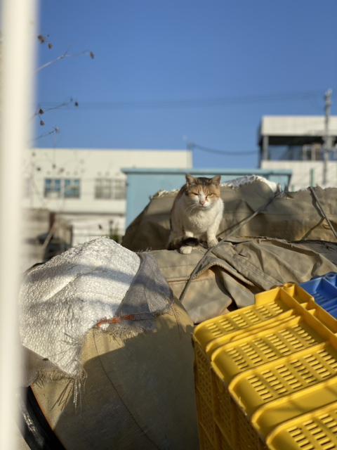 吉田写真 ① - コピー.png